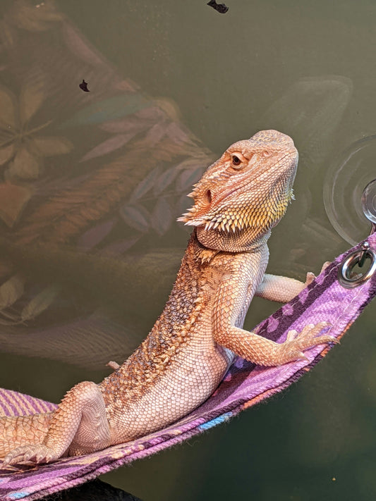 The Joy of a Reptile Friend: Warmth, Wonder, and Quiet Companionship