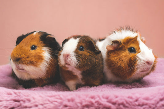 The Small-Pet Heart