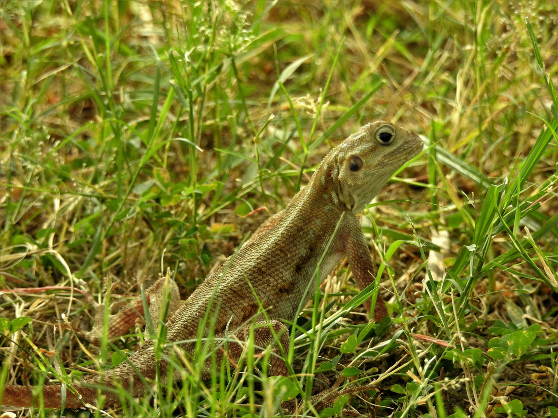 What Small Pets Really Want: Practical Care for Rabbits, Hamsters, Guinea Pigs, Gerbils, Lizards &amp; Bearded Dragons
