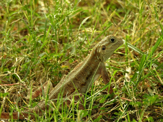 What Small Pets Really Want: Practical Care for Rabbits, Hamsters, Guinea Pigs, Gerbils, Lizards &amp; Bearded Dragons
