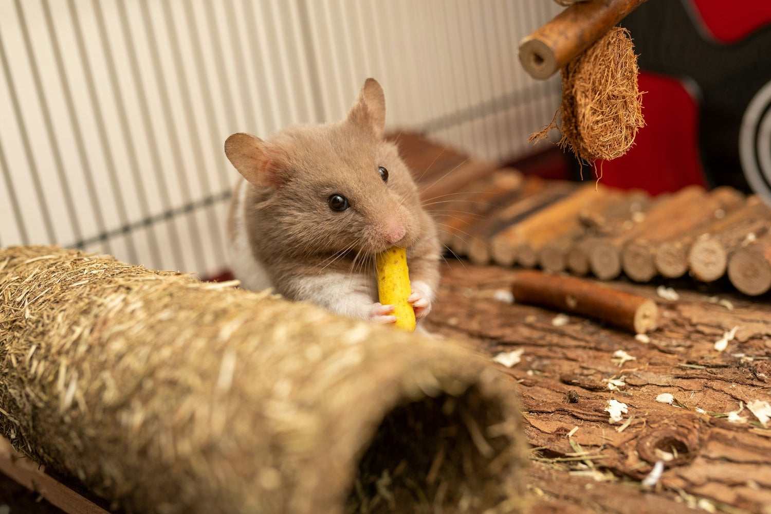 Small Animal Accessories