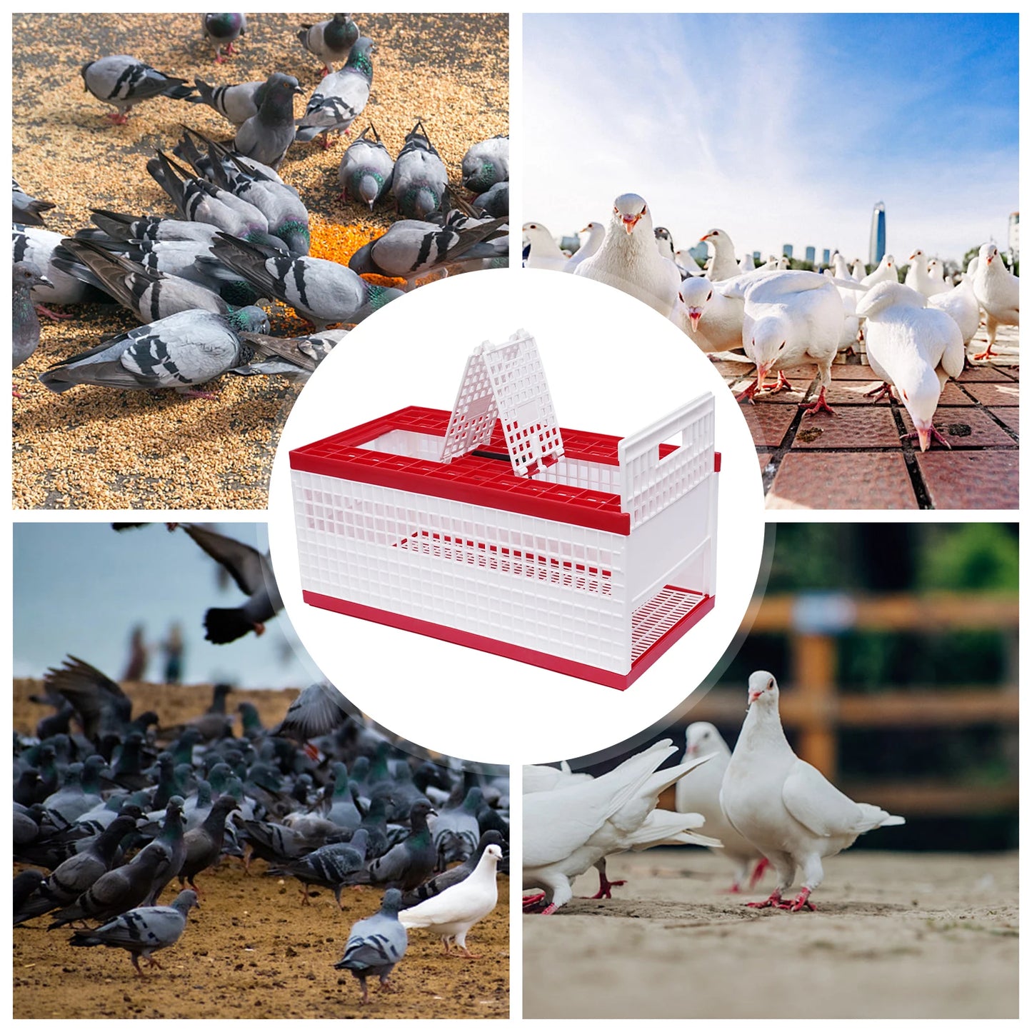 Foldable Pigeon Cage With Handle Plastic Carrier For Pigeons