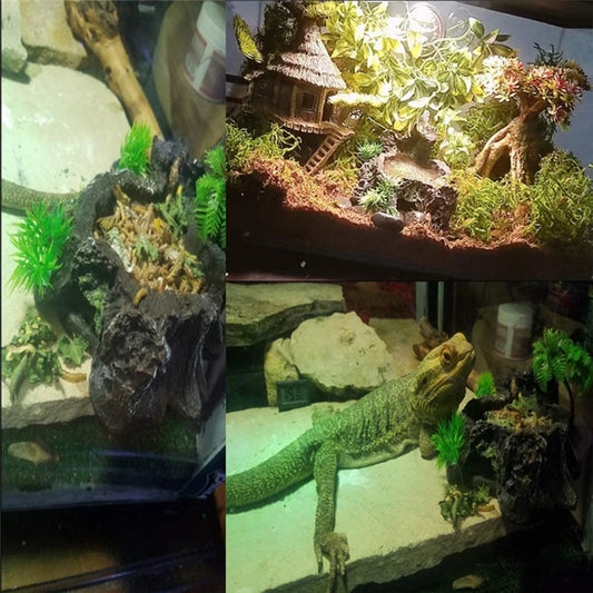 Hign-concerned Reptile Feeder Bowl Sturdy And Reliable Dish